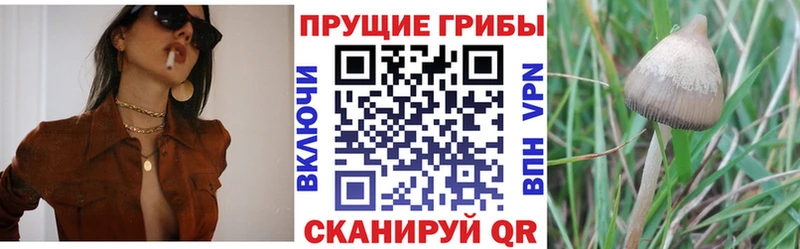 где купить наркоту  Родники  Псилоцибиновые грибы Magic Shrooms 